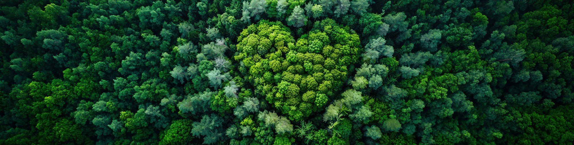 Herzform in einer Waldkulisse von oben